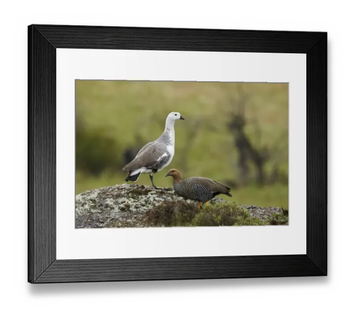 Framed Print : Upland Goose (Chloephaga picta) adult pair, standing during rainfall, Torres del Paine N. P Framed Print : Upland Goose (Chloephaga picta) adult pair, standing during rainfall, Torres del Paine N. P