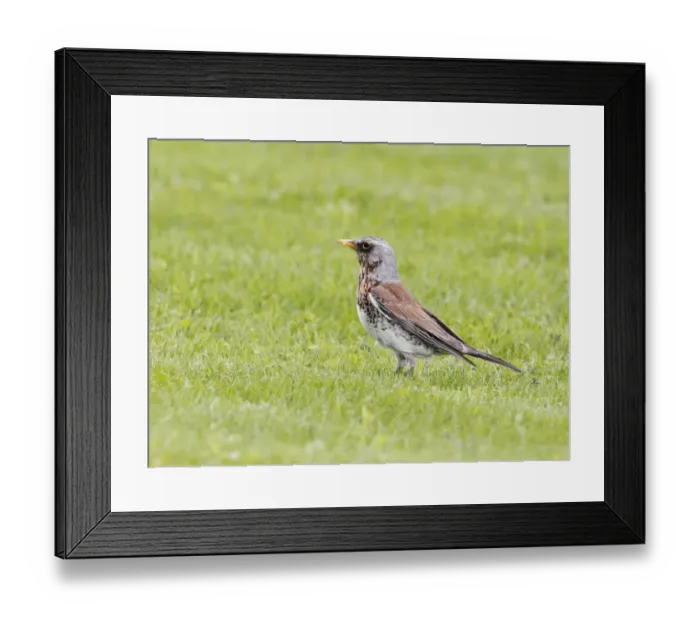Framed Print : Fieldfare (Turdus pilaris) adult, standing on grass, Sweden, May