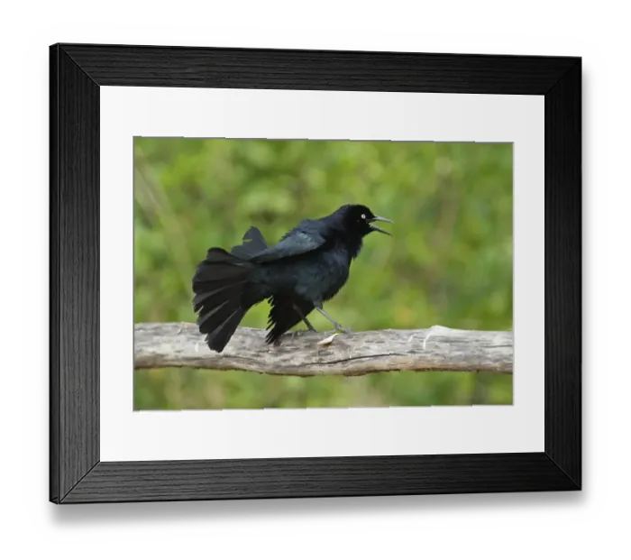 Framed Print : Greater Antillean Grackle (Quiscalus niger gundlachii) adult male, displaying on wooden railing, Zapata Peninsula Framed Print : Greater Antillean Grackle (Quiscalus niger gundlachii) adult male, displaying on wooden railing, Zapata Peninsula