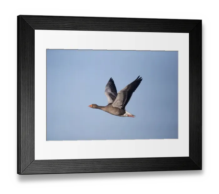 Framed Print : Greylag Goose (Anser anser) adult, in flight, Slimbridge, Gloucestershire, England, December