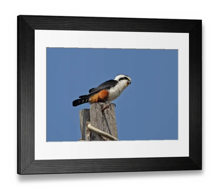 Framed Print : Collared Falconet (Microhierax caerulescens burmanicus) adult, perched on power pole, near Tmatboey, Cambodia, January Framed Print : Collared Falconet (Microhierax caerulescens burmanicus) adult, perched on power pole, near Tmatboey, Cambodia, January