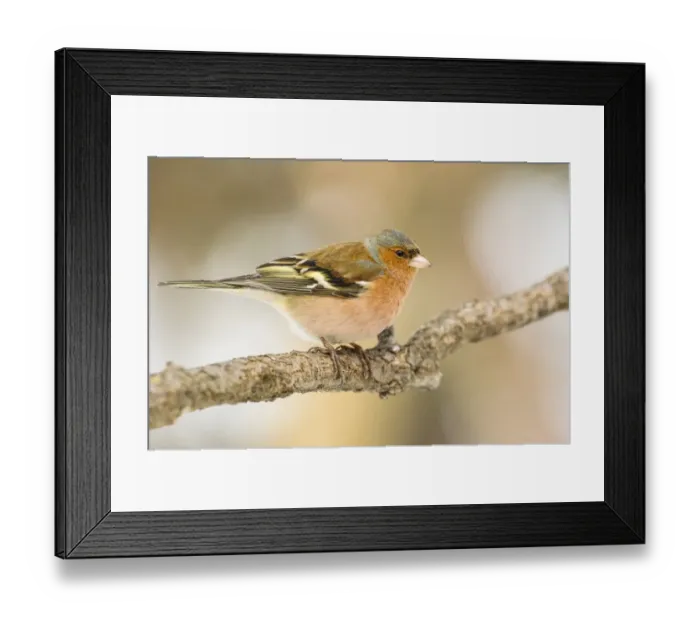 Framed Print : Chaffinch (Fringilla coelebs) adult male, perched on twig, Capanne di Marcarolo Regional Park, Lerma