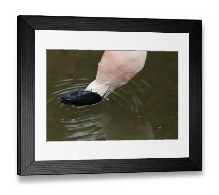 Framed Print : Chilean Flamingo (Phoenicopterus chilensis) adult, close-up of head, filter feeding at surface of water