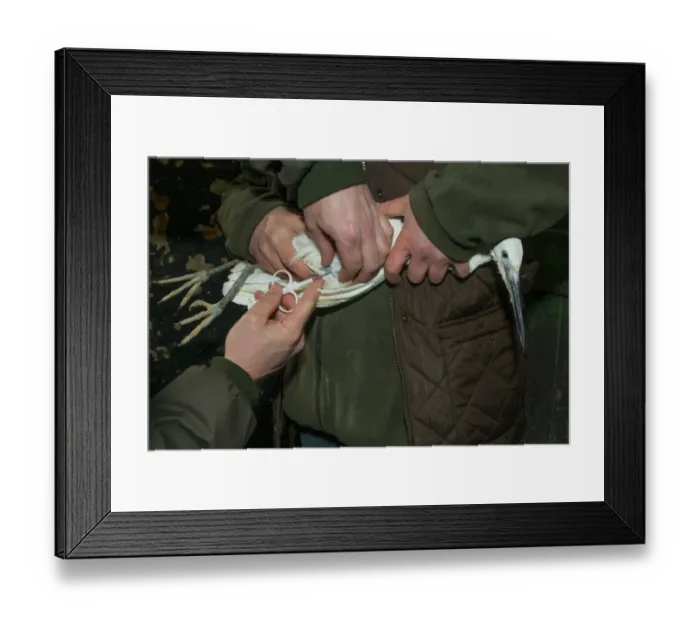 Framed Print : Little Egret (Egretta garzetta) adult, with veterinary surgeon inserting microchip into pectoral muscle, Norfolk