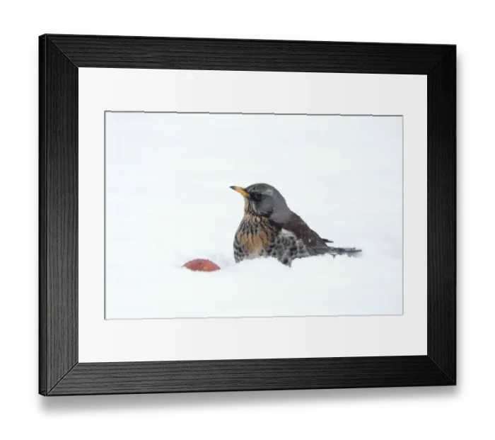 Framed Print : Eurasian Golden Plover (Pluvialis apricaria) adult, breeding plumage, standing on snow covered moorland, Iceland, June