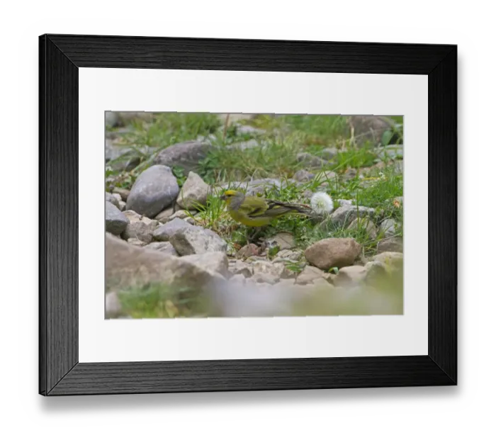 Framed Print : Citril Finch (Carduelis citrinella) adult male, feeding on weed seeds, Pyrenees, Aragon, Spain, July Framed Print : Citril Finch (Carduelis citrinella) adult male, feeding on weed seeds, Pyrenees, Aragon, Spain, July