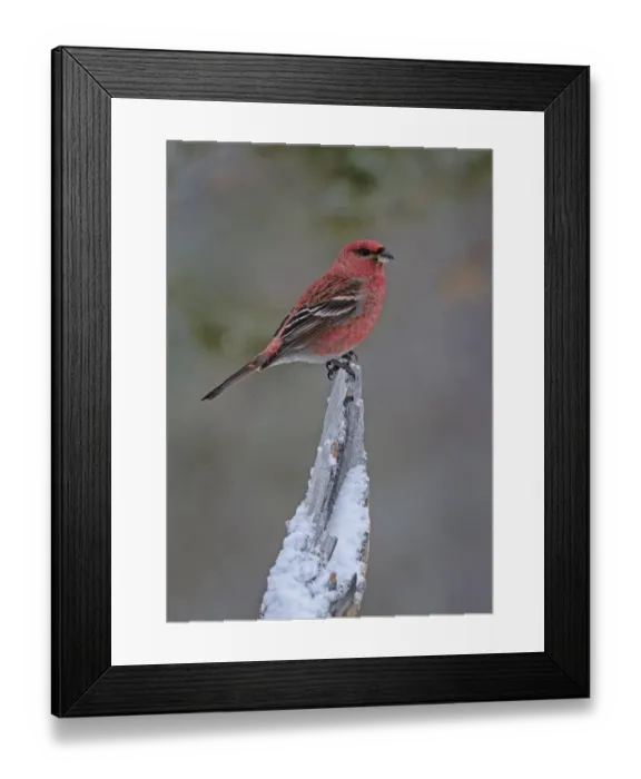 Framed Print : Pine Grosbeak (Pinicola enucleator) adult male, perched on snow covered stump, Lapland, Finland, March Framed Print : Pine Grosbeak (Pinicola enucleator) adult male, perched on snow covered stump, Lapland, Finland, March