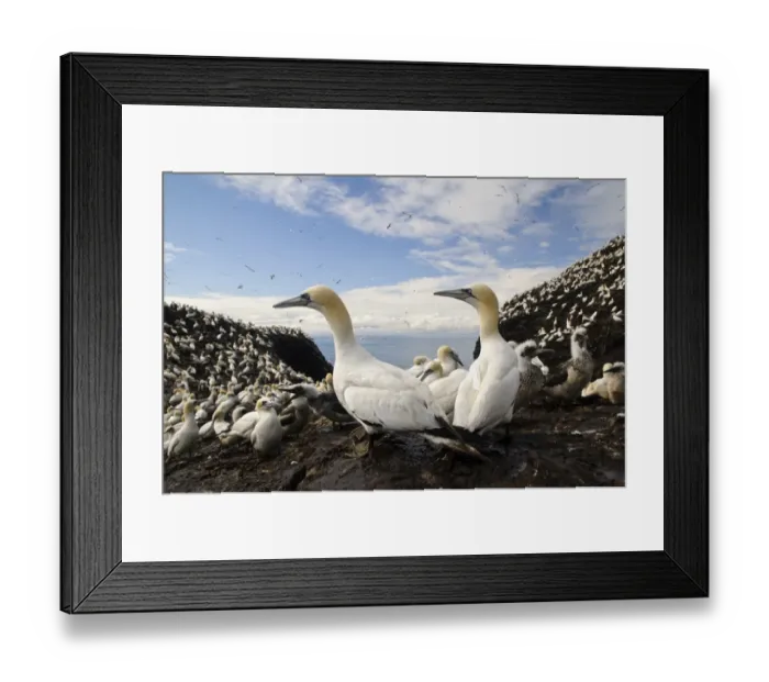 Framed Print : Northern Gannet (Morus bassanus) adults and chicks, nesting colony on volcanic plug island, Bass Rock, Firth of Forth