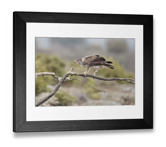 Framed Print : Bonellis Eagle (Aquila fasciata) adult male, perched on branch, Aragon, Spain, December Framed Print : Bonellis Eagle (Aquila fasciata) adult male, perched on branch, Aragon, Spain, December