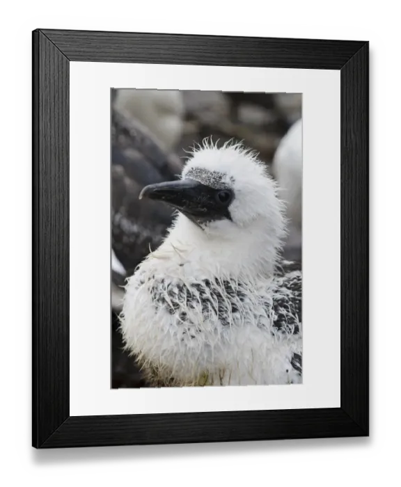 Framed Print : Northern Gannet (Morus bassanus) chick, close-up of head, wet during rainfall, Bass Rock, Firth of Forth, East Lothian Framed Print : Northern Gannet (Morus bassanus) chick, close-up of head, wet during rainfall, Bass Rock, Firth of Forth, East Lothian