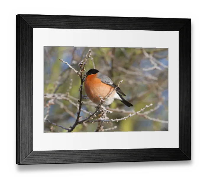 Framed Print : Eurasian Bullfinch Pyrrhula pyrrhula adult male, feeding on plum buds in frost, England, January Framed Print : Eurasian Bullfinch Pyrrhula pyrrhula adult male, feeding on plum buds in frost, England, January