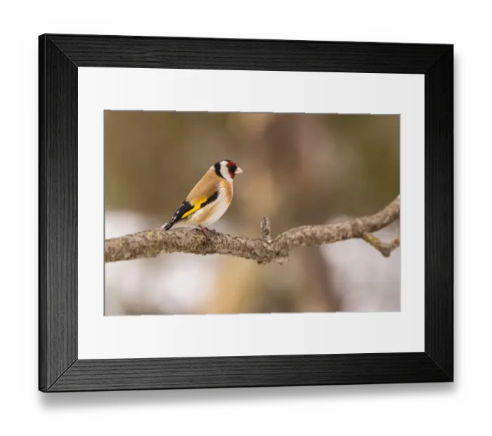 Framed Print : European Goldfinch (Carduelis carduelis) adult, perched on twig, Capanne di Marcarolo Regional Park, Lerma Framed Print : European Goldfinch (Carduelis carduelis) adult, perched on twig, Capanne di Marcarolo Regional Park, Lerma