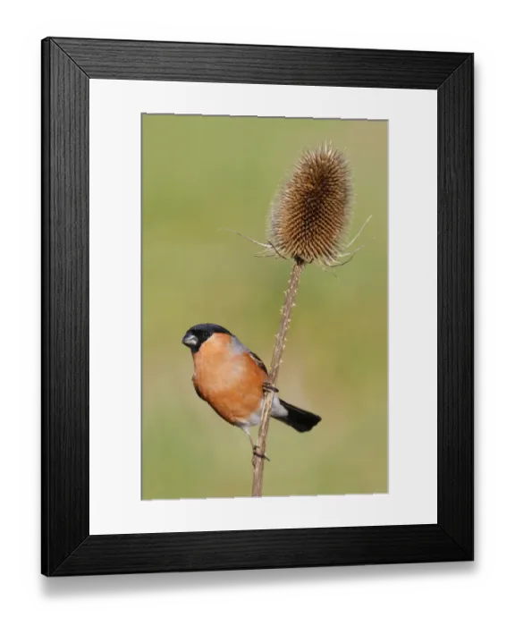 Framed Print : Eurasian Bullfinch (Pyrrhula pyrrhula) adult male, perched on teasel stem in garden, Leicestershire, England, February Framed Print : Eurasian Bullfinch (Pyrrhula pyrrhula) adult male, perched on teasel stem in garden, Leicestershire, England, February