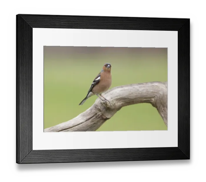 Framed Print : Chaffinch (Fringilla coelebs) adult male, perched on dead branch, West Yorkshire, England, May