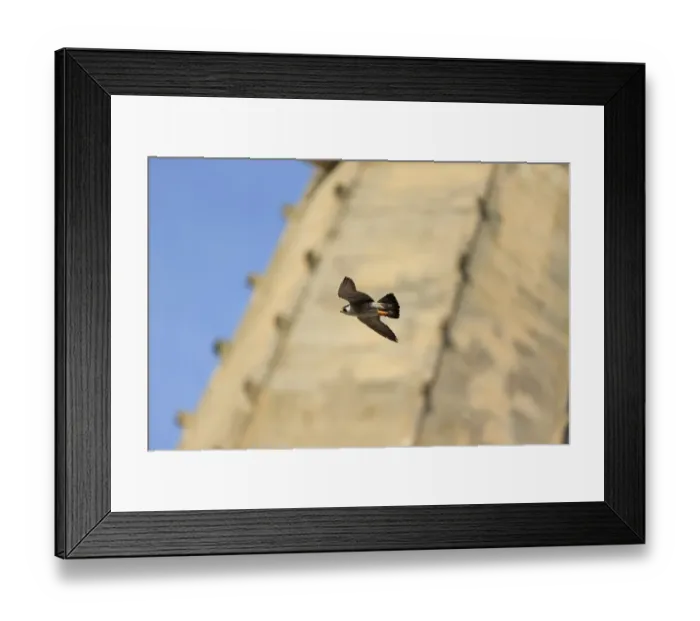 Framed Print : Peregrine Falcon (Falco peregrinus) adult, in flight, at cathedral nestsite, Norwich Cathedral, Norwich, Norfolk