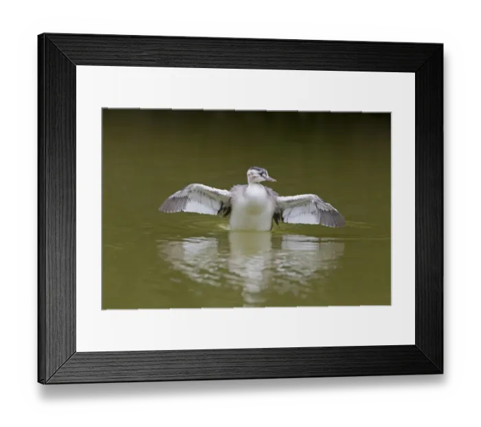 Framed Print : Great Crested Grebe (Podiceps cristatus) immature, flapping wings on water, Suffolk, England, June Framed Print : Great Crested Grebe (Podiceps cristatus) immature, flapping wings on water, Suffolk, England, June