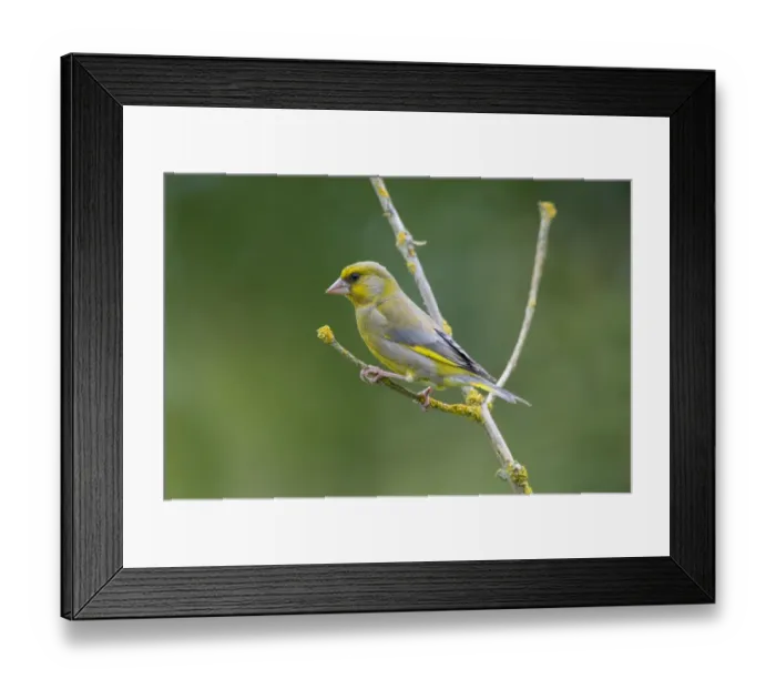 Framed Print : European Greenfinch (Carduelis chloris) adult male, perched on twig, Norfolk, England, June Framed Print : European Greenfinch (Carduelis chloris) adult male, perched on twig, Norfolk, England, June
