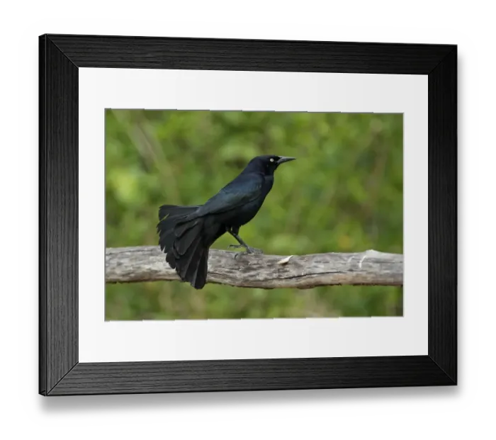Framed Print : Greater Antillean Grackle (Quiscalus niger gundlachii) adult male, perched on wooden railing, Zapata Peninsula Framed Print : Greater Antillean Grackle (Quiscalus niger gundlachii) adult male, perched on wooden railing, Zapata Peninsula