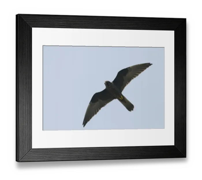Framed Print : Eleonoras Falcon (Falco eleonorae) dark morph, adult, in flight, Lemnos, Greece, April Framed Print : Eleonoras Falcon (Falco eleonorae) dark morph, adult, in flight, Lemnos, Greece, April