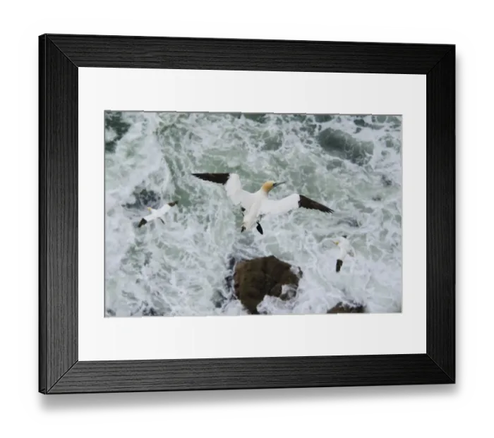 Framed Print : Northern Gannet (Morus bassanus) three adults, in flight, soaring above turbulent sea, Troupe Head RSPB Reserve Framed Print : Northern Gannet (Morus bassanus) three adults, in flight, soaring above turbulent sea, Troupe Head RSPB Reserve