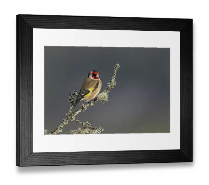 Framed Print : European Goldfinch (Carduelis carduelis) adult, perched on lichen covered twig, Scotland, February Framed Print : European Goldfinch (Carduelis carduelis) adult, perched on lichen covered twig, Scotland, February
