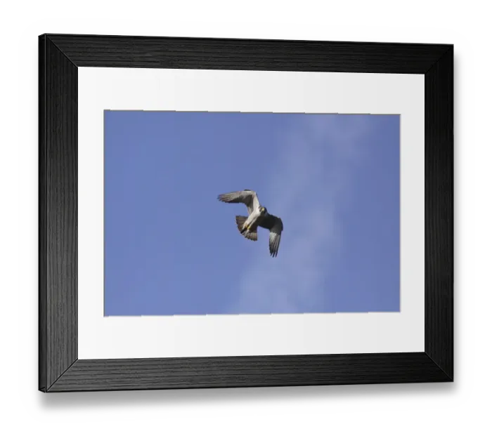 Framed Print : Peregrine Falcon (Falco peregrinus) adult, in flight, Malham Cove, Malhamdale, Yorkshire Dales N. P Framed Print : Peregrine Falcon (Falco peregrinus) adult, in flight, Malham Cove, Malhamdale, Yorkshire Dales N. P