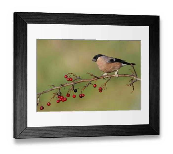 Framed Print : Eurasian Bullfinch (Pyrrhula pyrrhula) adult female, with legs covered in scales caused by Knemidocoptes mites Framed Print : Eurasian Bullfinch (Pyrrhula pyrrhula) adult female, with legs covered in scales caused by Knemidocoptes mites