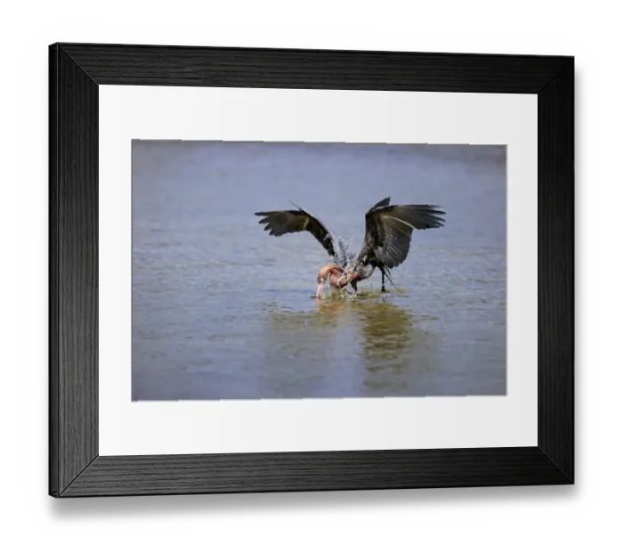 Framed Print : Reddish Egret (Egretta rufescens) dark morph, adult, fishing in shallow water, Sanibel Island, Florida, U. S. A. March