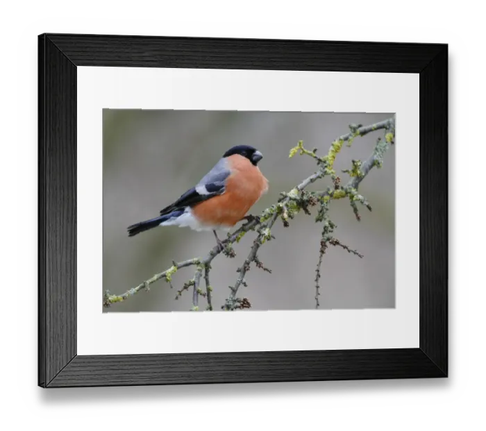 Framed Print : Eurasian Bullfinch (Pyrrhula pyrrhula) adult male, perched on lichen covered Common Hawthorn (Crataegus monogyna)