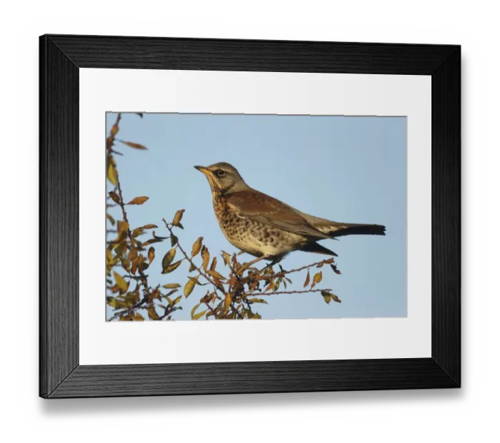 Framed Print : Fieldfare (Turdus pilaris) adult, perched on twigs, Warwickshire, England, November