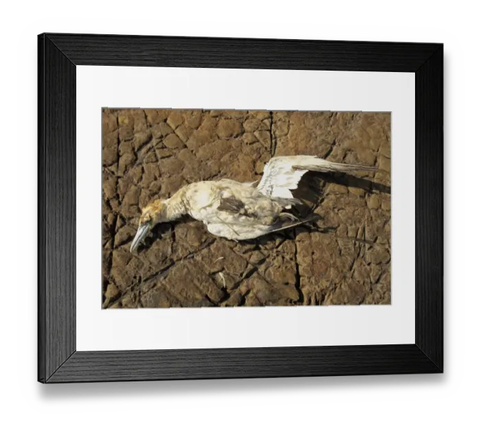 Framed Print : Northern Gannet (Morus bassanus) dead adult, washed ashore after contamination from polyisobutene oil additive at sea Framed Print : Northern Gannet (Morus bassanus) dead adult, washed ashore after contamination from polyisobutene oil additive at sea