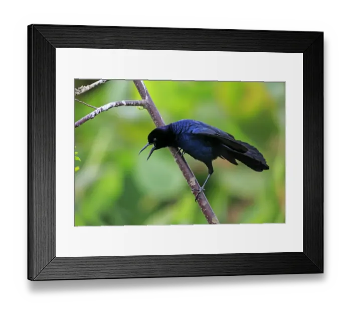 Framed Print : Boat-tailed Grackle (Quiscalus major) adult male, calling, perched on twig, Wakodahatchee Wetlands, Delray Beach Framed Print : Boat-tailed Grackle (Quiscalus major) adult male, calling, perched on twig, Wakodahatchee Wetlands, Delray Beach
