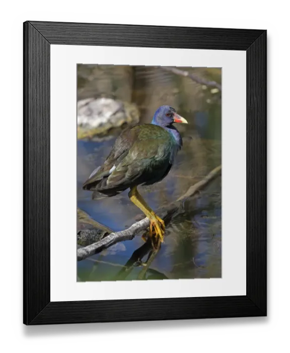 Framed Print : Purple Gallinule (Porphyrio martinicus) adult, first spring plumage, standing on fallen branch in marsh Framed Print : Purple Gallinule (Porphyrio martinicus) adult, first spring plumage, standing on fallen branch in marsh