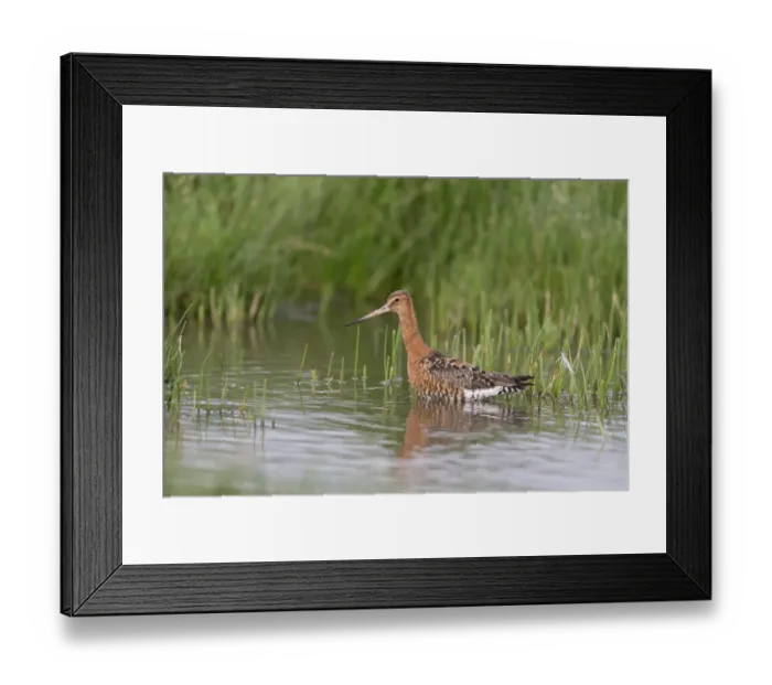 Framed Print : Black-tailed Godwit (Limosa limosa) adult male, breeding plumage, wading in pool, Suffolk, England, July Framed Print : Black-tailed Godwit (Limosa limosa) adult male, breeding plumage, wading in pool, Suffolk, England, July