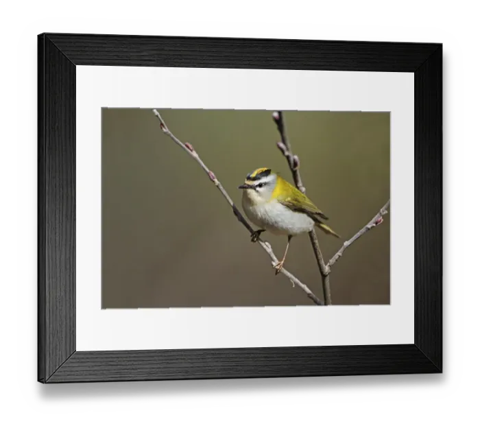 Framed Print : Firecrest (Regulus ignicapillus) adult male, perched on twig, Cannobina Valley, Italian Alps, Piedmont, Northern Italy Framed Print : Firecrest (Regulus ignicapillus) adult male, perched on twig, Cannobina Valley, Italian Alps, Piedmont, Northern Italy