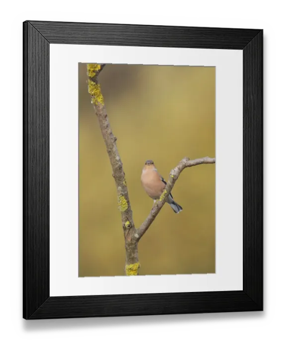 Framed Print : Common Chaffinch (Fringilla coelebs) adult male, perched on lichen covered twig, West Yorkshire, England, November