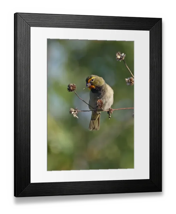 Framed Print : Yellow-faced Grassquit (Tiaris olivaceus) adult male, feeding on seeds from seedhead, Zapata Peninsula Framed Print : Yellow-faced Grassquit (Tiaris olivaceus) adult male, feeding on seeds from seedhead, Zapata Peninsula