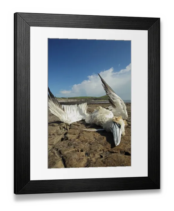 Framed Print : Northern Gannet (Morus bassanus) dead adult, washed ashore after contamination from polyisobutene oil additive at sea