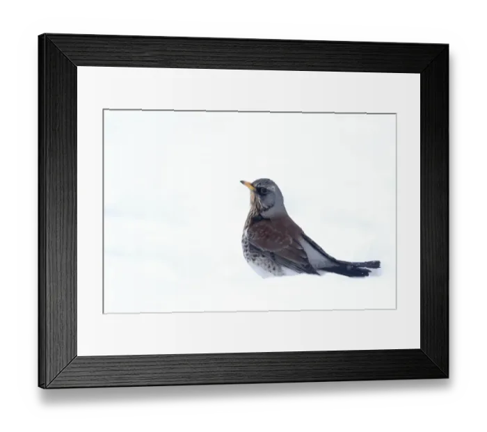 Framed Print : Fieldfare (Turdus pilaris) adult, standing in snow, Warwickshire, England, January Framed Print : Fieldfare (Turdus pilaris) adult, standing in snow, Warwickshire, England, January