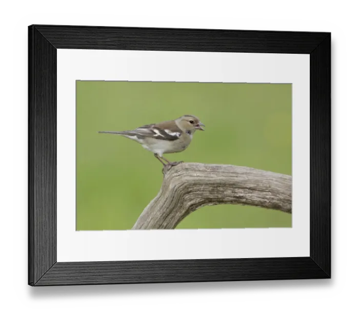 Framed Print : Chaffinch (Fringilla coelebs) adult female, calling, perched on dead branch, West Yorkshire, England, May Framed Print : Chaffinch (Fringilla coelebs) adult female, calling, perched on dead branch, West Yorkshire, England, May