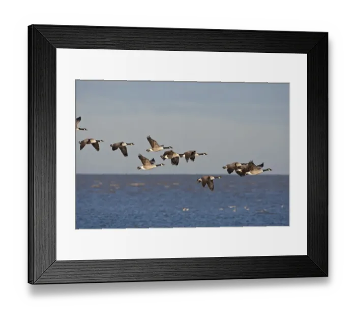 Framed Print : Canada Goose (Branta canadensis) introduced species, flock, in flight over coast, Snettisham RSPB Reserve, Norfolk Framed Print : Canada Goose (Branta canadensis) introduced species, flock, in flight over coast, Snettisham RSPB Reserve, Norfolk