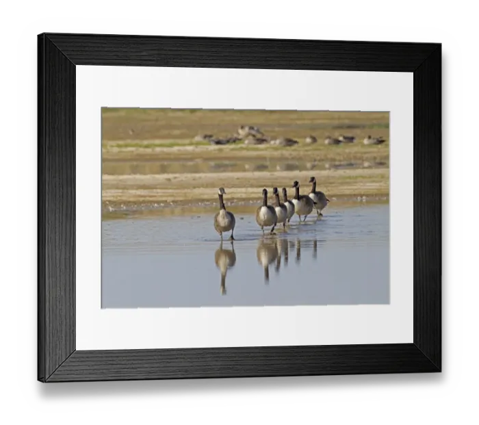 Framed Print : Canada Goose (Branta canadensis) introduced species, six adults, walking in single file, in coastal wetland