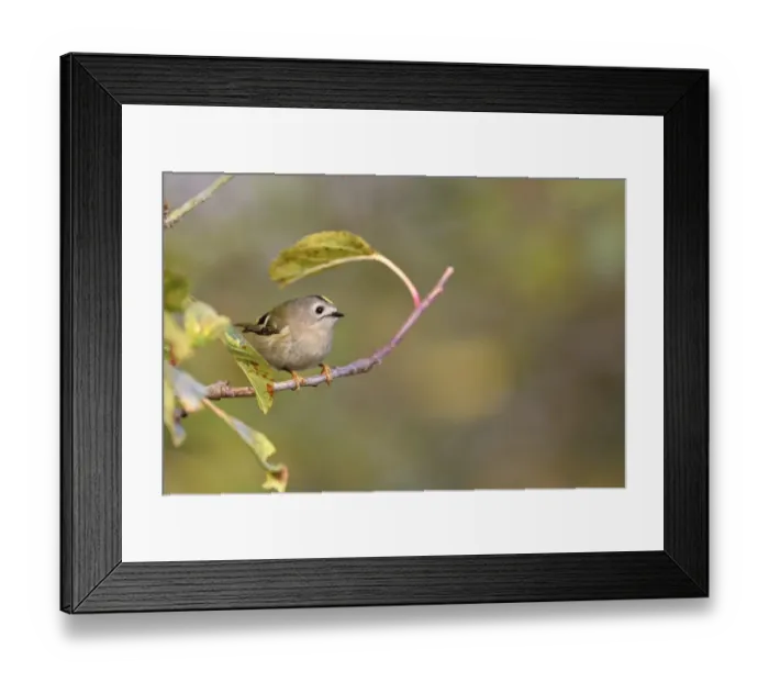 Framed Print : Goldcrest (Regulus regulus) adult, perched on twig, Strumpshaw Fen RSPB Reserve, River Yare, The Broads N. P