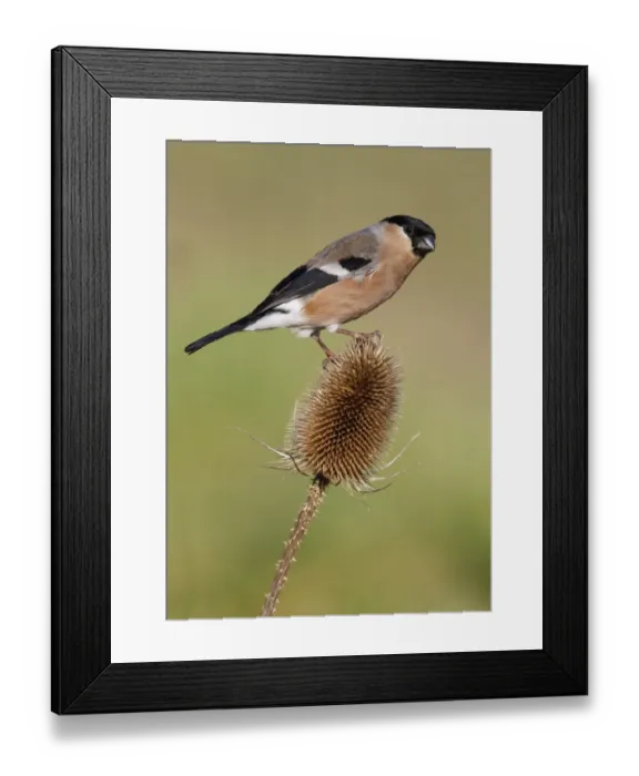 Framed Print : Eurasian Bullfinch (Pyrrhula pyrrhula) adult female, perched on teasel seedhead in garden, Leicestershire, England