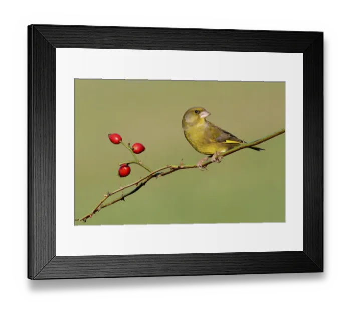 Framed Print : European Greenfinch (Carduelis chloris) adult male, perched on rose stem with rosehips, Leicestershire, England Framed Print : European Greenfinch (Carduelis chloris) adult male, perched on rose stem with rosehips, Leicestershire, England