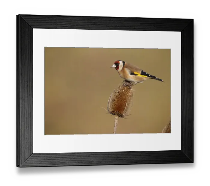 Framed Print : European Goldfinch (Carduelis carduelis) adult, feeding on seeds from teasel seedhead, Warwickshire, England, January