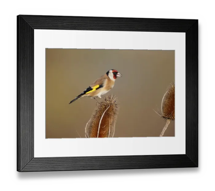 Framed Print : European Goldfinch (Carduelis carduelis) adult, feeding on seeds from teasel seedhead, Warwickshire, England, January Framed Print : European Goldfinch (Carduelis carduelis) adult, feeding on seeds from teasel seedhead, Warwickshire, England, January