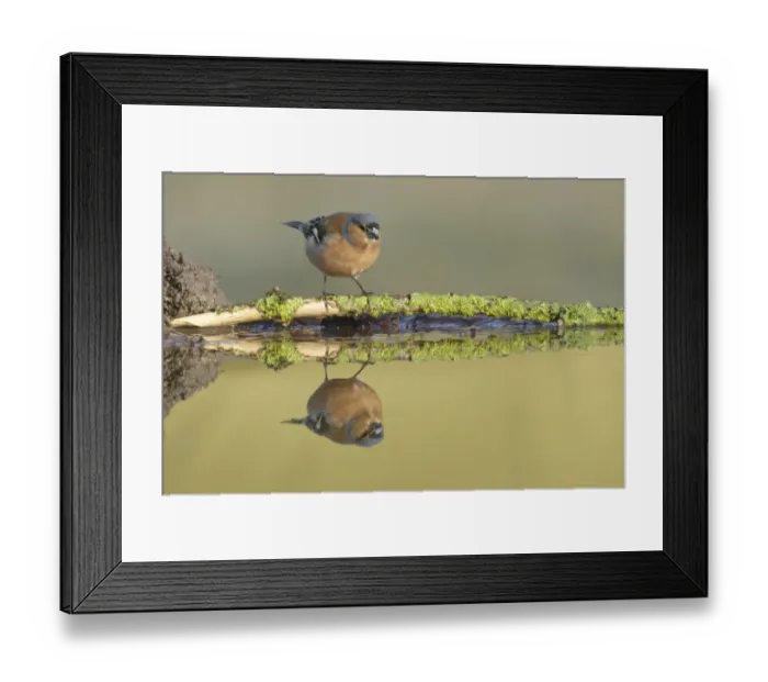 Framed Print : Chaffinch (Fringilla coelebs) adult female, perched on lichen covered twig at edge of pool, with reflection Framed Print : Chaffinch (Fringilla coelebs) adult female, perched on lichen covered twig at edge of pool, with reflection