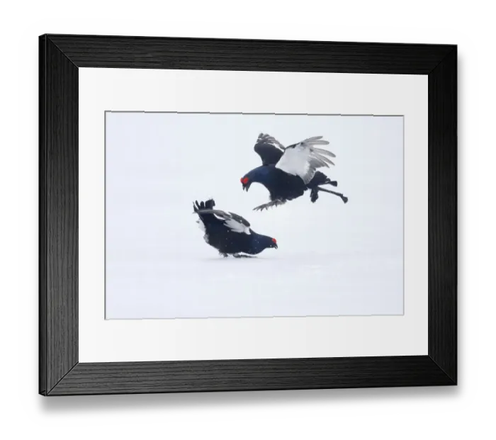 Framed Print : Black Grouse (Tetrao tetrix) two adult males, fighting on snow at lek, Finland, April