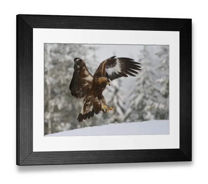 Framed Print : Golden Eagle (Aquila chrysaetos) immature, in flight, landing on snow, Utajarvi, Oulu Province, Northern Ostrobothnia Framed Print : Golden Eagle (Aquila chrysaetos) immature, in flight, landing on snow, Utajarvi, Oulu Province, Northern Ostrobothnia